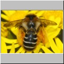 Dasypoda hirtipes - Hosenbiene x w08 - Sandgrube Heidesee OS-Bad Laer.jpg